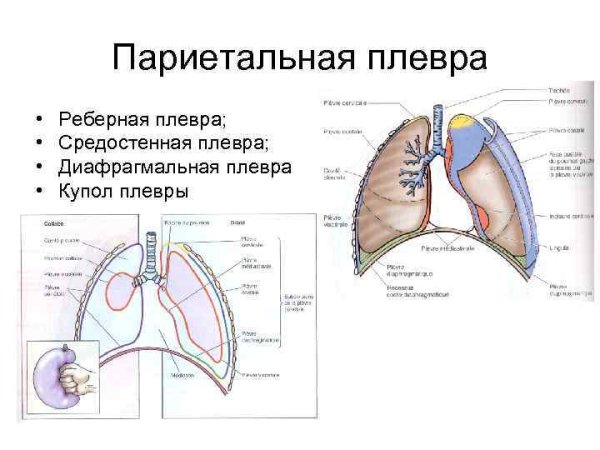 Скелетотопия легких и плевры