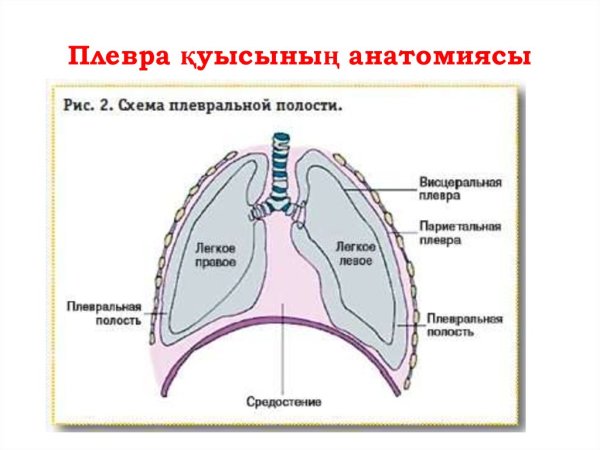 Правый реберно диафрагмальный синус