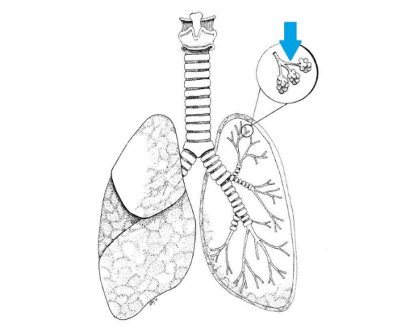 Строение легких без подписей