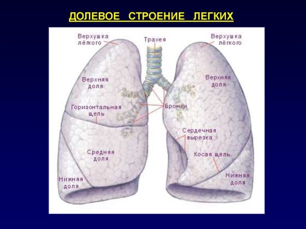 Легкое строение анатомия