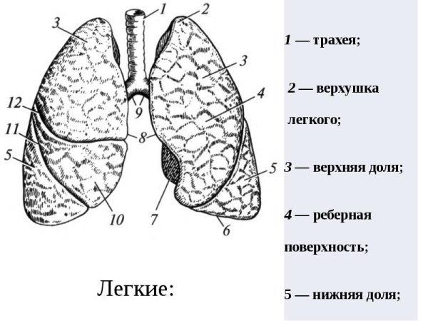 Строение легких