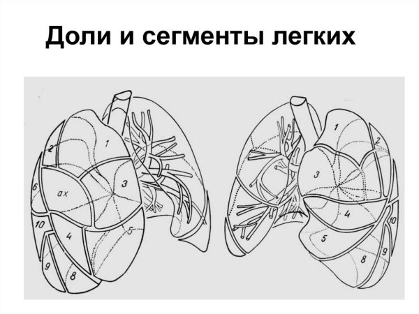 Сегментарное строение легких схема кт
