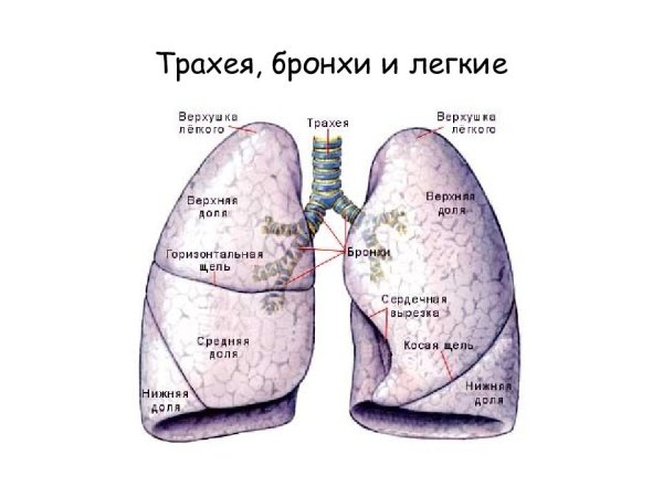 Бронхи и легкие строение анатомия