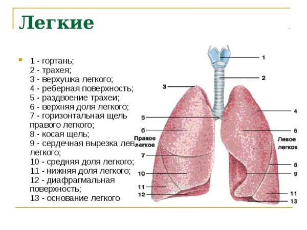 Строение легкого поверхности