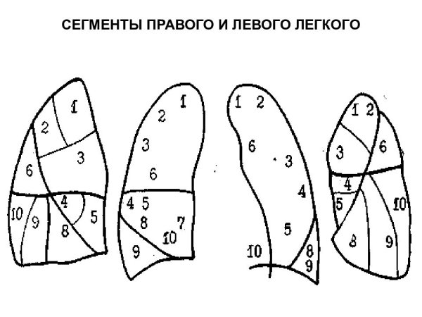 Сегменты легкого сбоку
