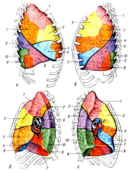 Легкие доли и сегменты анатомия