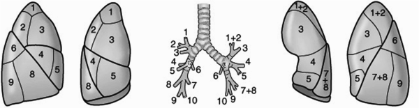 S1 s2 s6 сегменты легких