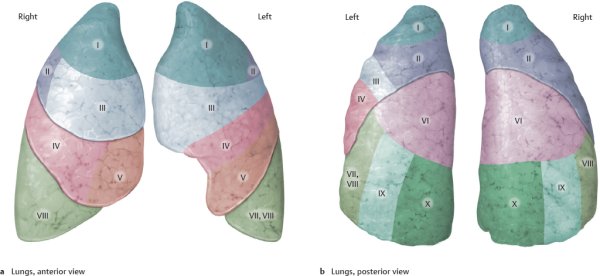 S1 s2 s6 сегменты легких
