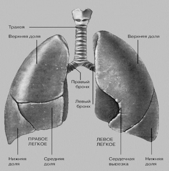 Строение правого и левого легкого
