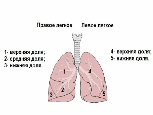 Легкие строение доли