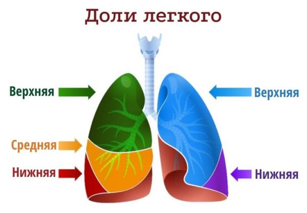 Строение легких доли сегменты дольки