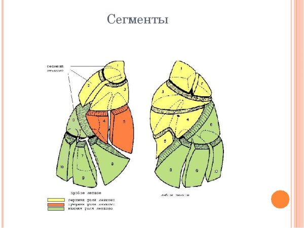 Легкие строение анатомия