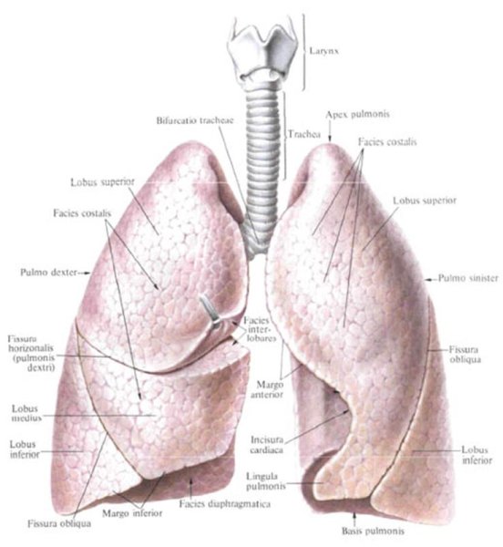 Строение лёгких человека анатомия