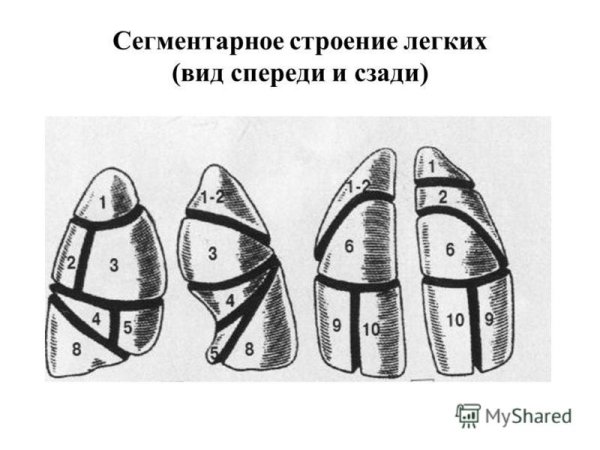 Легкие в прямой проекции доли в рентгенограмме