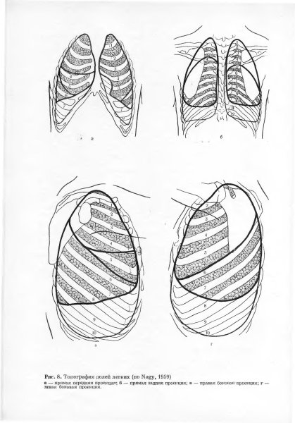 Сегменты нижней доли правого легкого