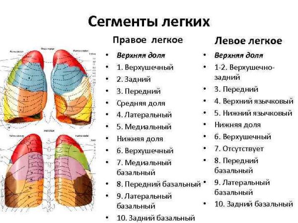 Сегментарное строение легких спереди