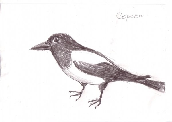 Рисование сороки