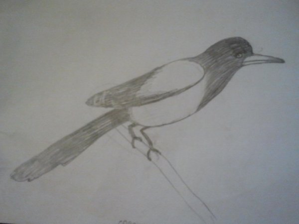 Рисование сорока подготовительная группа