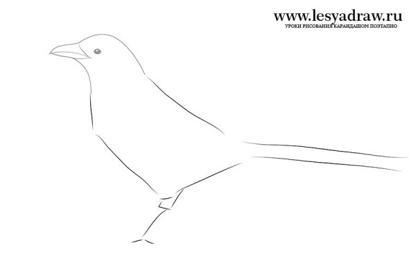 Сорока поэтапное рисование для детей