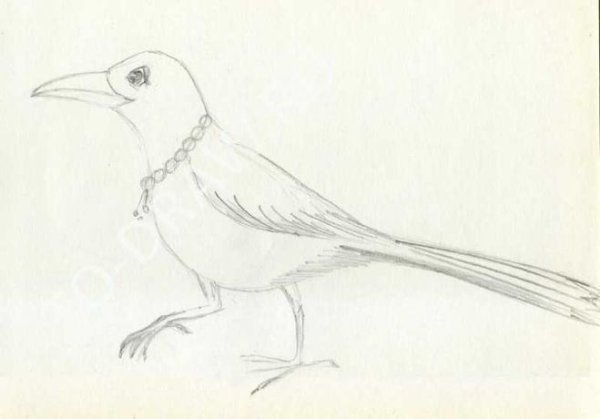 Сорока рисунок карандашом