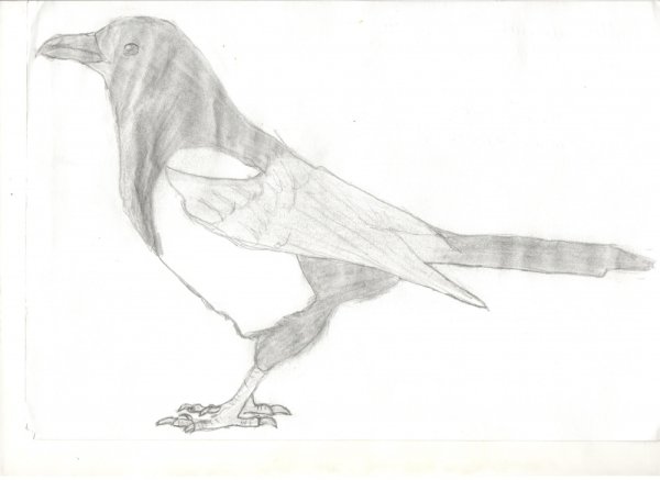 Сорока простым карандашом