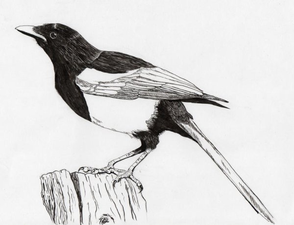 Нарисовать сороку