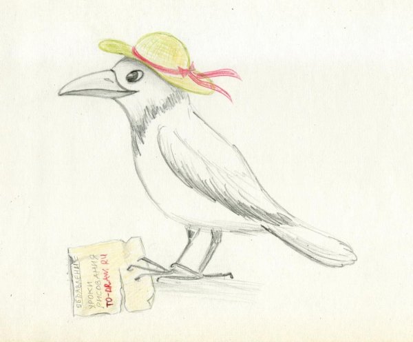 Сорока рисунок карандашом