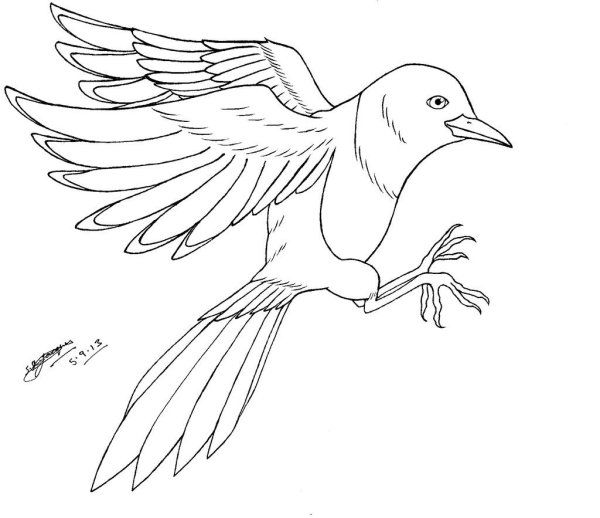 Сорока рисунок карандашом