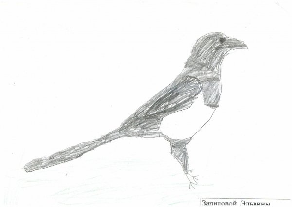 Сорока рисунок карандашом