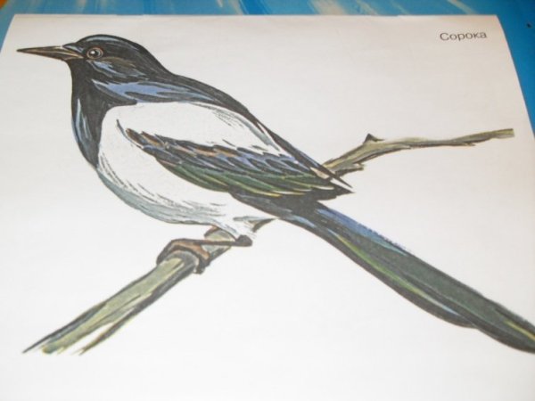 Сорока карандашом