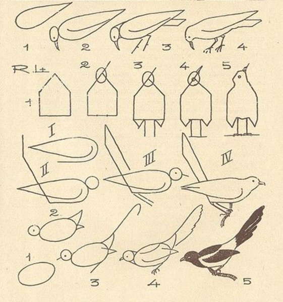 Поэтапное рисование сороки