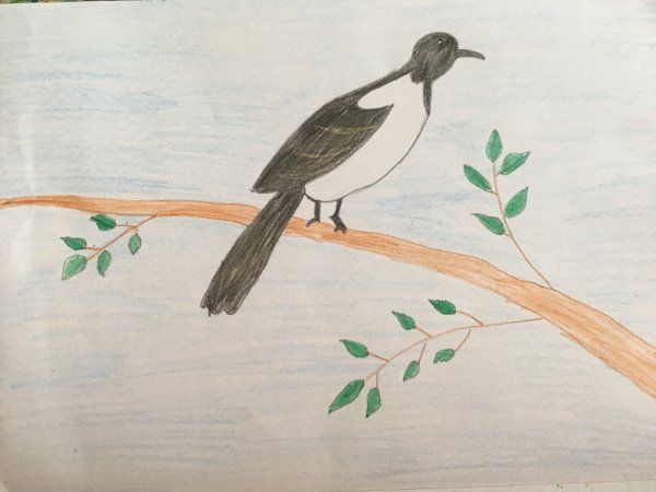 Рисование сорока оглянулась в подготовительной группе