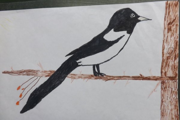 Рисование сороки