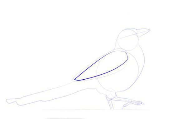 Поэтапное рисование сороки