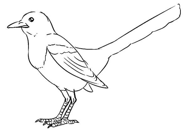 Сорока белобока раскраска для детей