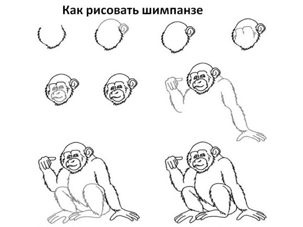 Как нарисовать обезьяну