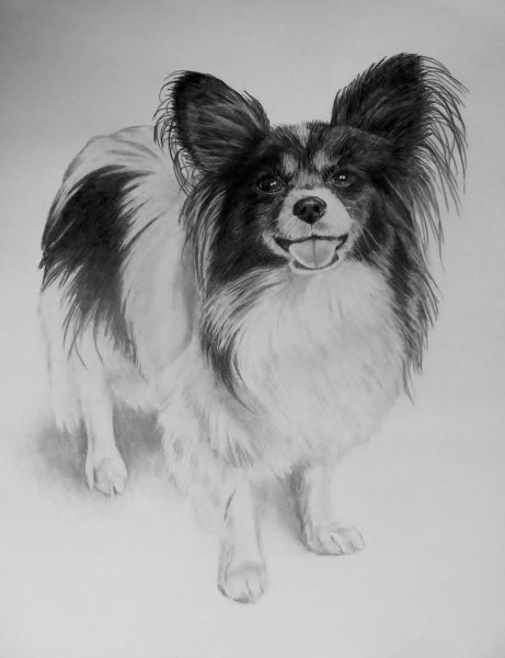 Нарисованная собака породы Папильон