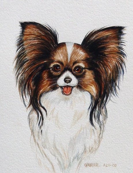 Нарисовать собаку Папильон