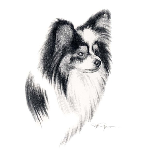 Рисунок папильона