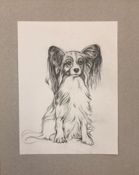 Папильон раскраска