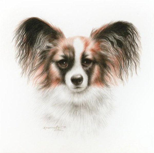 Папильон собака на картинах