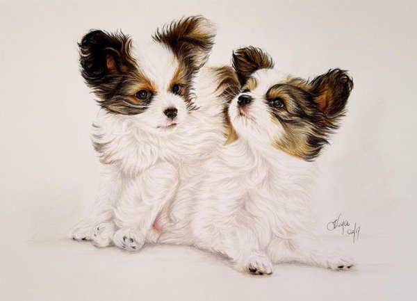 Папийон в графике