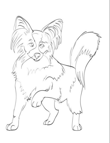 Раскраска Папильон собака