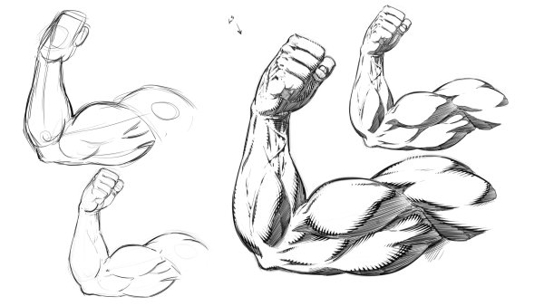 Мышцы для рисования