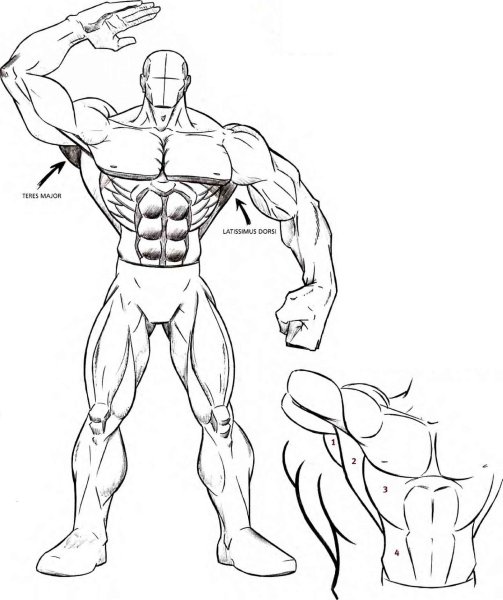 Мускулы карандашом