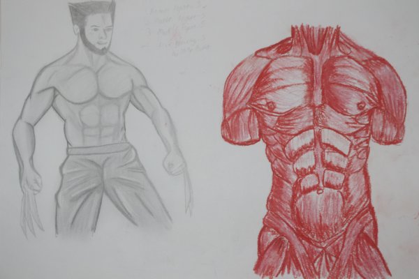 Мускулы карандашом