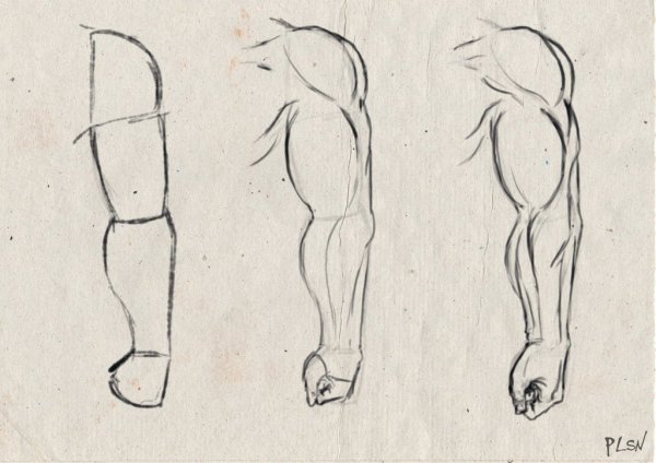 Рисовка Мускул