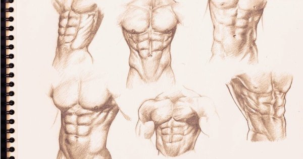 Рисование торса