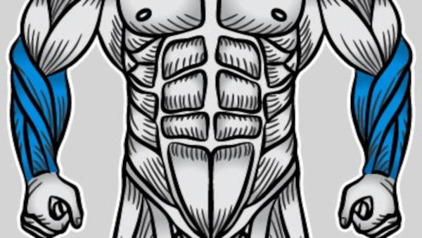 Мышцы человека рисунок на животе