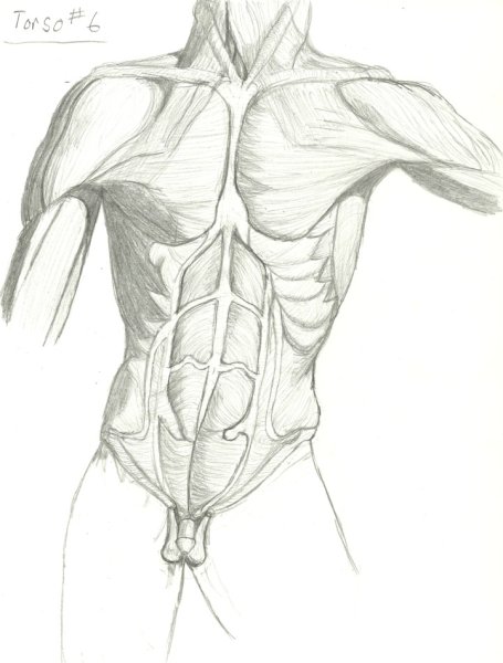 Мышцы спины карандашом